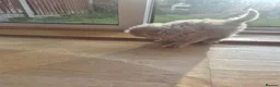 British Shorthair cats for sale: Scottish cats girl boy short, longhair  in Nottingham - Advert 12