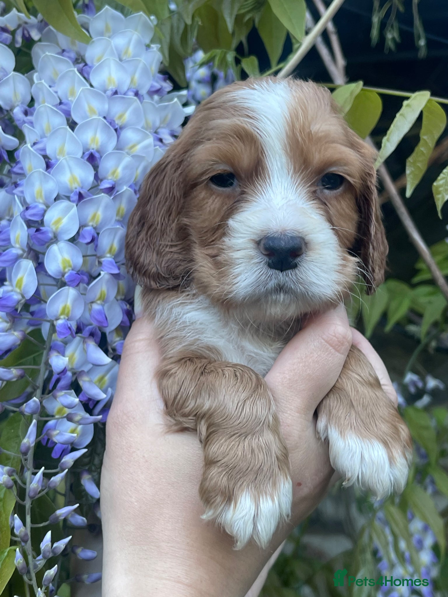 Cocker Spaniel dogs Pretty RKC Cocker Spaniel pups DNA Health Tested - Advert 15