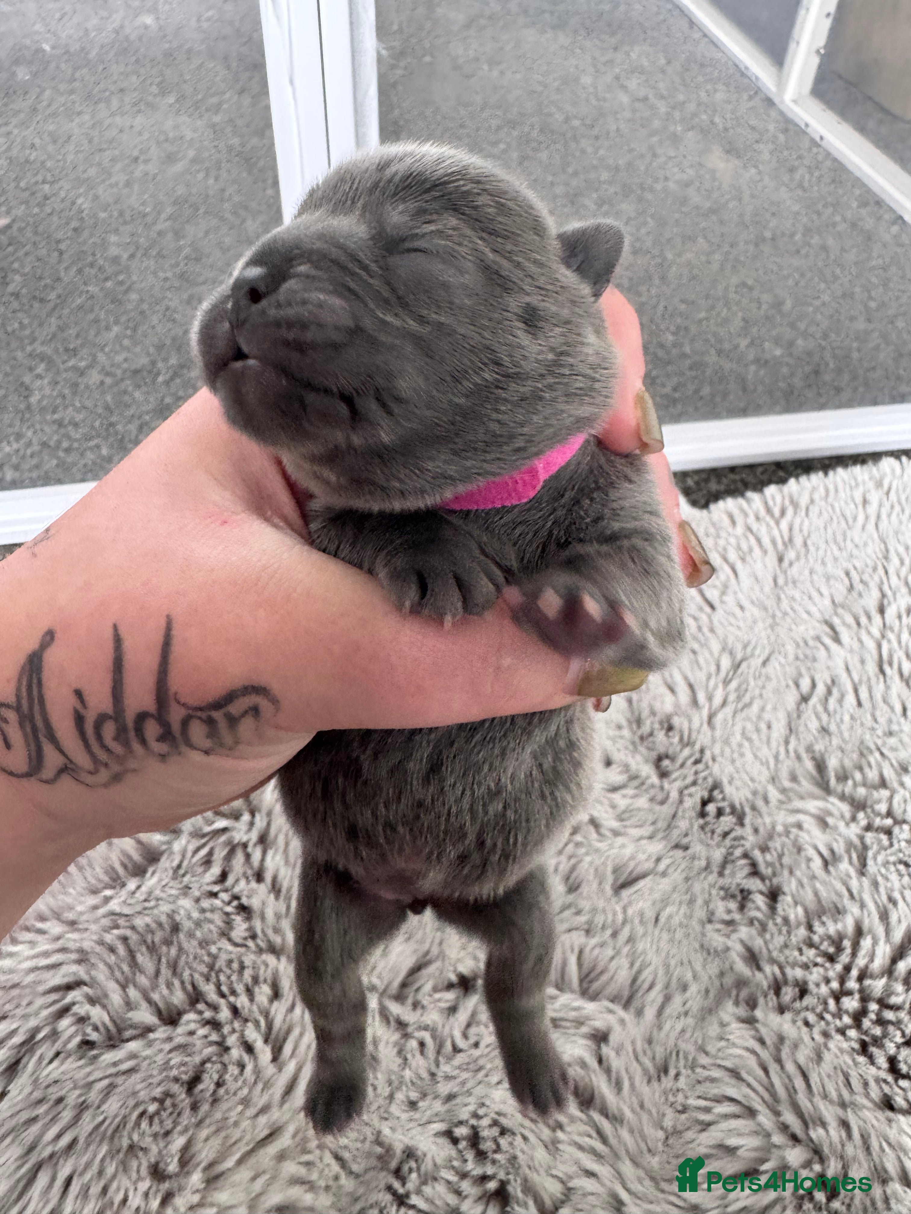 Mixed Breed dogs for sale: Beautiful Litter of French Chows - Advert 4