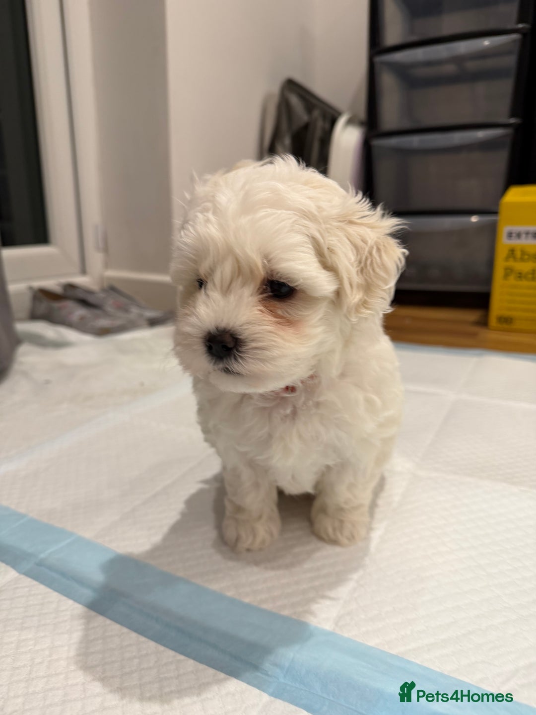 Maltese dogs for sale: Gorgeous Maltese puppies  - Advert 37