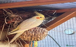 Cockatiels birds for sale: Cockatiels  - Image 5