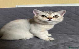 British Shorthair cats for sale: Stunning British Shorthair Kittens & adule cat - Image 35