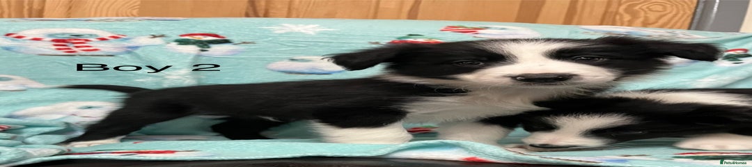 Border Collie Puppy 2