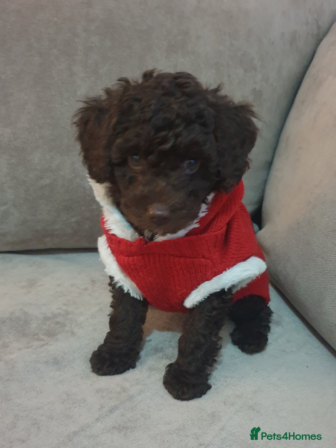 Jackapoo dogs for sale: Chocolate Jackapoo Female F1B - Image 4