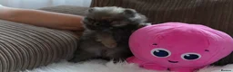 Pomeranian dogs for sale: Four small cute pups  - Advert 33