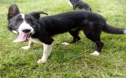 Border Collie dogs for sale: Border Collie dog, rehoming  - Image 3