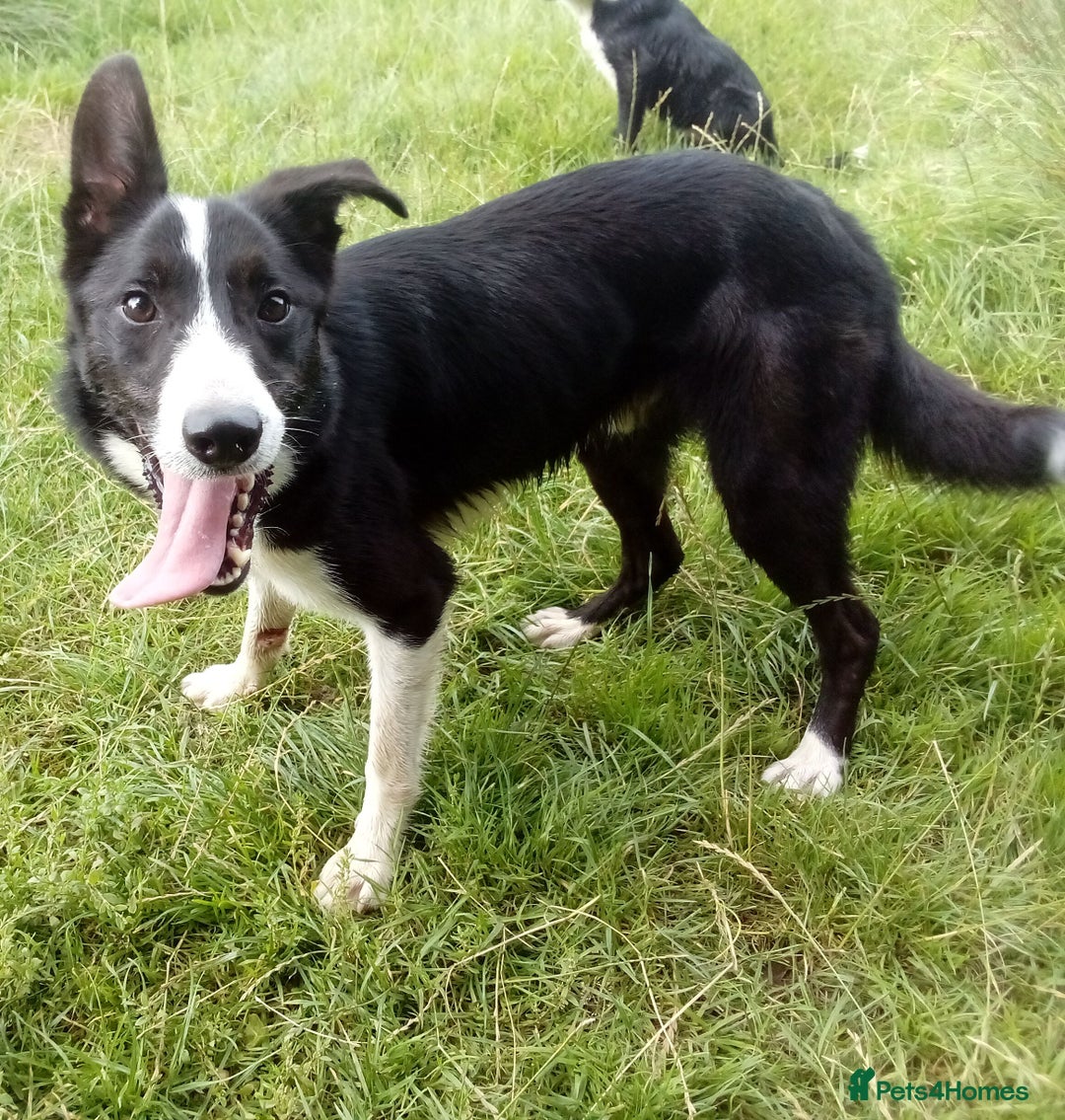 Border Collie dogs for sale: Border Collie dog, rehoming  - Image 3