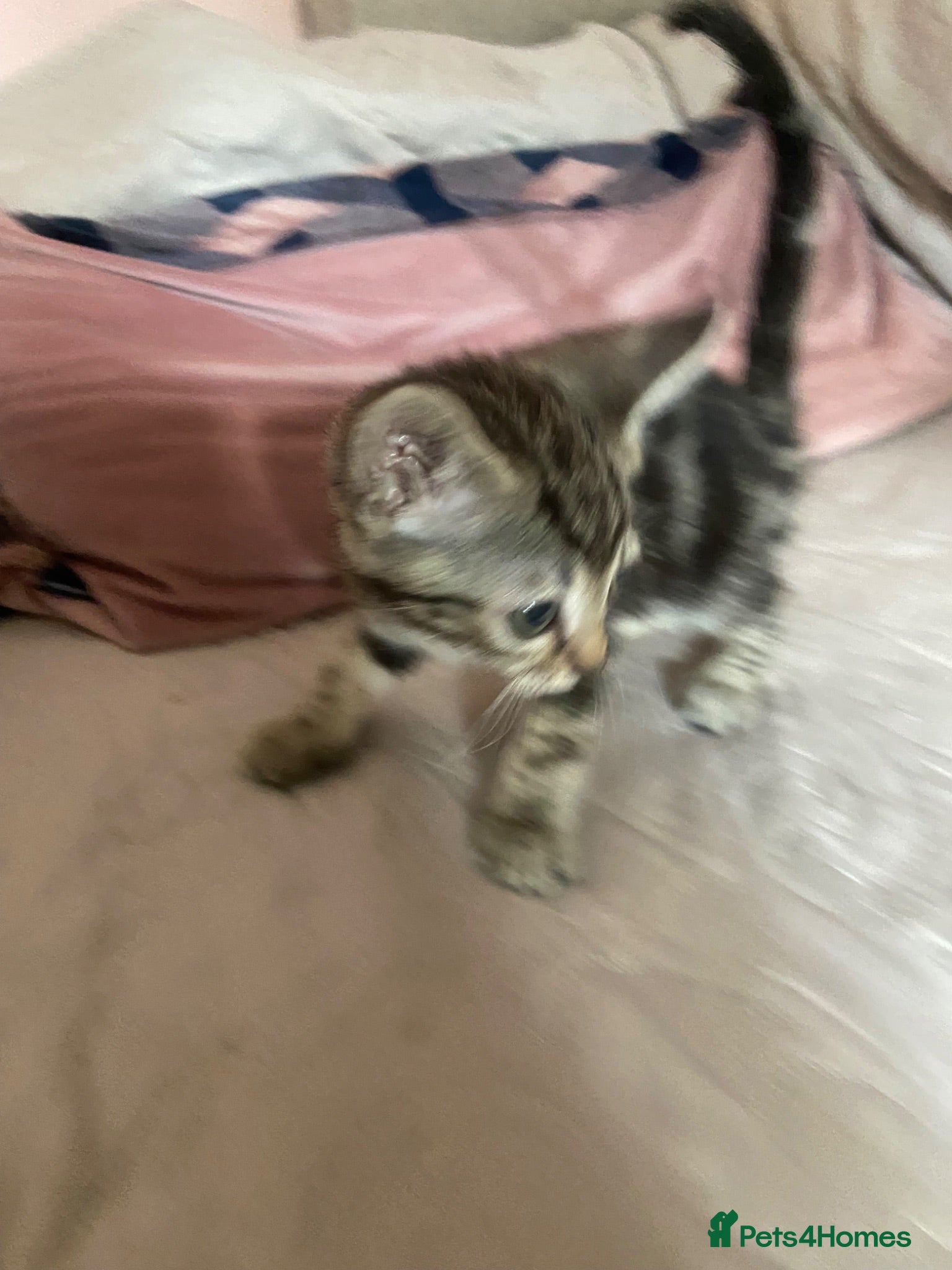 Ragdoll cats Beautiful kittens ready now 8weeks £50 - Advert 1
