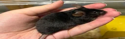 Mouse rodents for sale: Really friendly fluffy black male with full set up - Advert 3