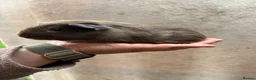 Guinea Pig rodents for sale: Rescue guinea pigs looking for wonderful homes - Advert 3