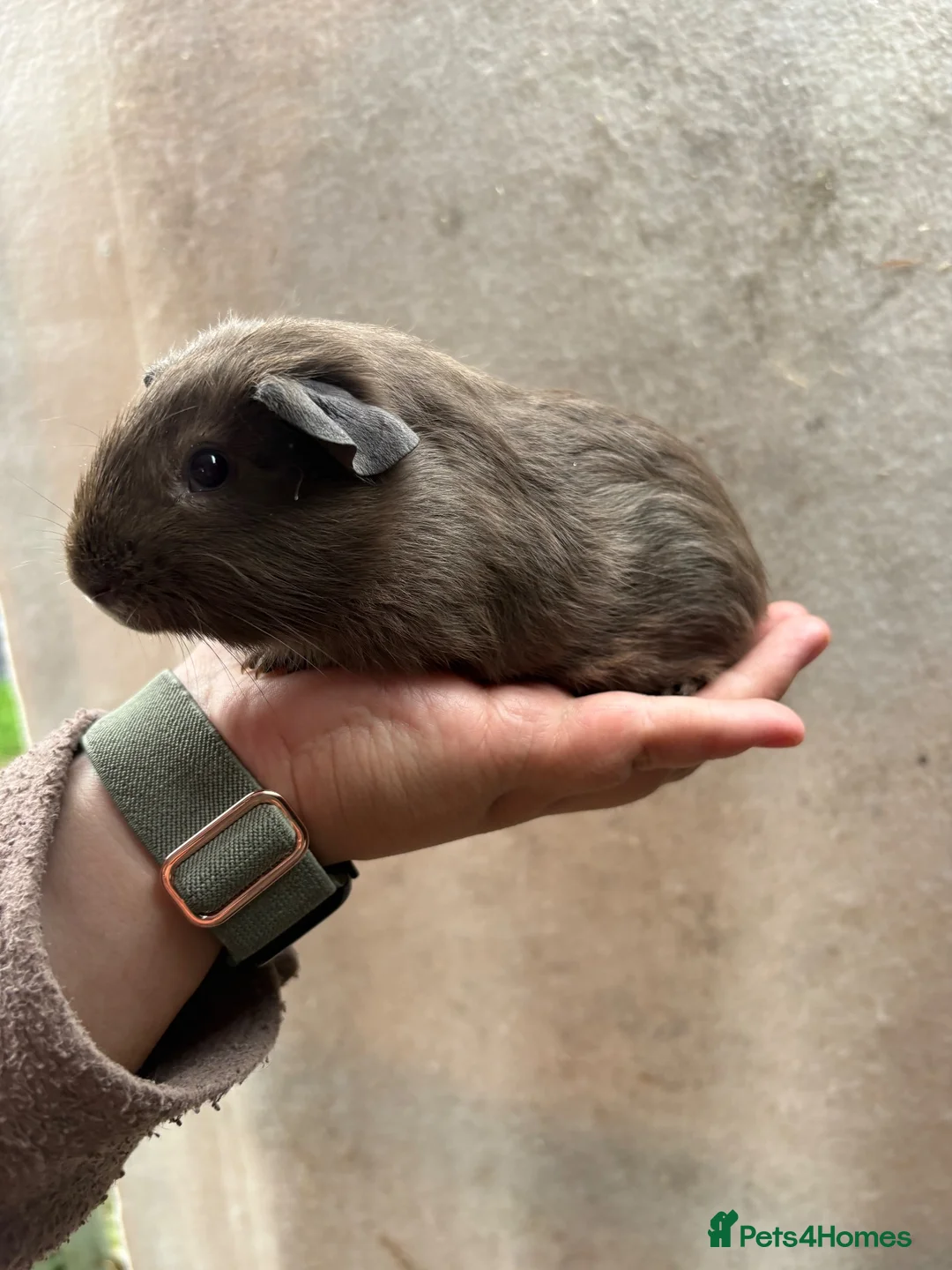 Guinea Pig rodents for sale: Rescue guinea pigs looking for wonderful homes - Advert 3