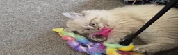 Ragdoll cats for sale: Fluffy ragdoll male kitten  - Advert 3