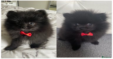 Pomeranian dogs - Advert 11