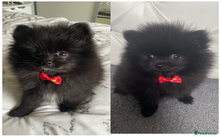 Pomeranian dogs - Advert 1