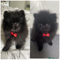 Pomeranian dogs - Advert 12