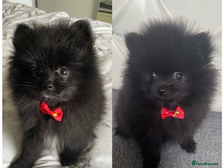 Pomeranian dogs - Advert 7