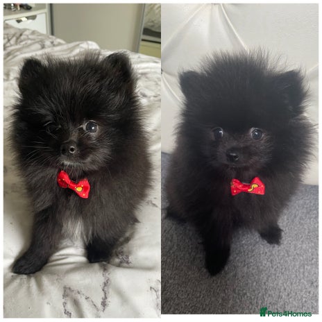 Pomeranian dogs - Advert 1