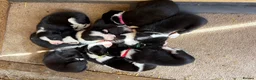 Border Collie dogs for sale: Boarder Collie puppies looking for active homes in Worcester - Advert 1