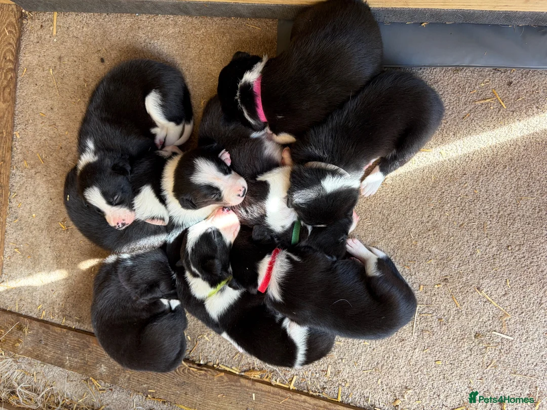 Border Collie dogs for sale: Boarder Collie puppies looking for active homes in Worcester - Advert 1