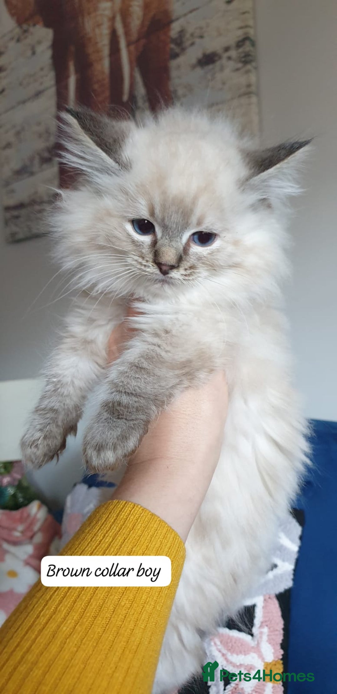 Ragdoll cats for sale: Absolutely Stunning GCCF Registered Kittens. - Advert 12