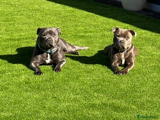 Staffordshire Bull Terrier dogs KC REGISTERED BLUE STAFFIE PUPPIES - Advert 1