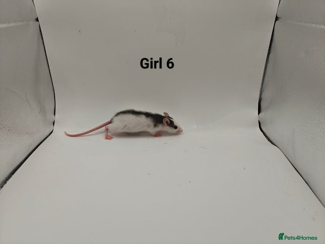 Rat rodents for sale: OCT: 32 Rats (7 Rats: 4 Boys, 3 Girls Left) - Advert 17