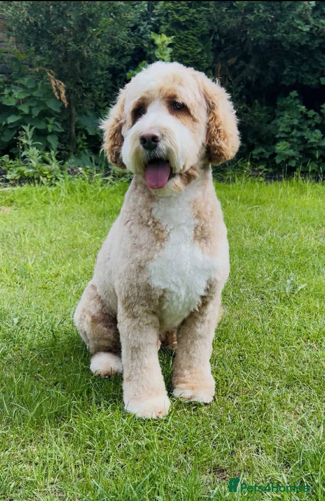 Mixed Breed dogs for sale: Australian Double doodle puppies  - Advert 2