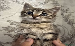 Mixed Breed cats for sale: Kitten for sale  - Image 2