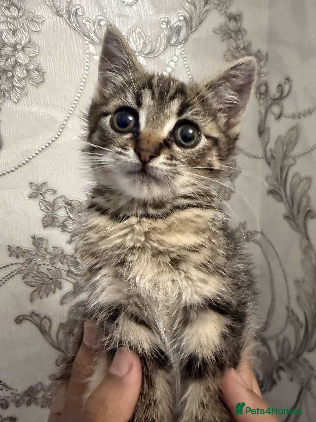 Mixed Breed cats for sale: Kitten for sale  - Image 2