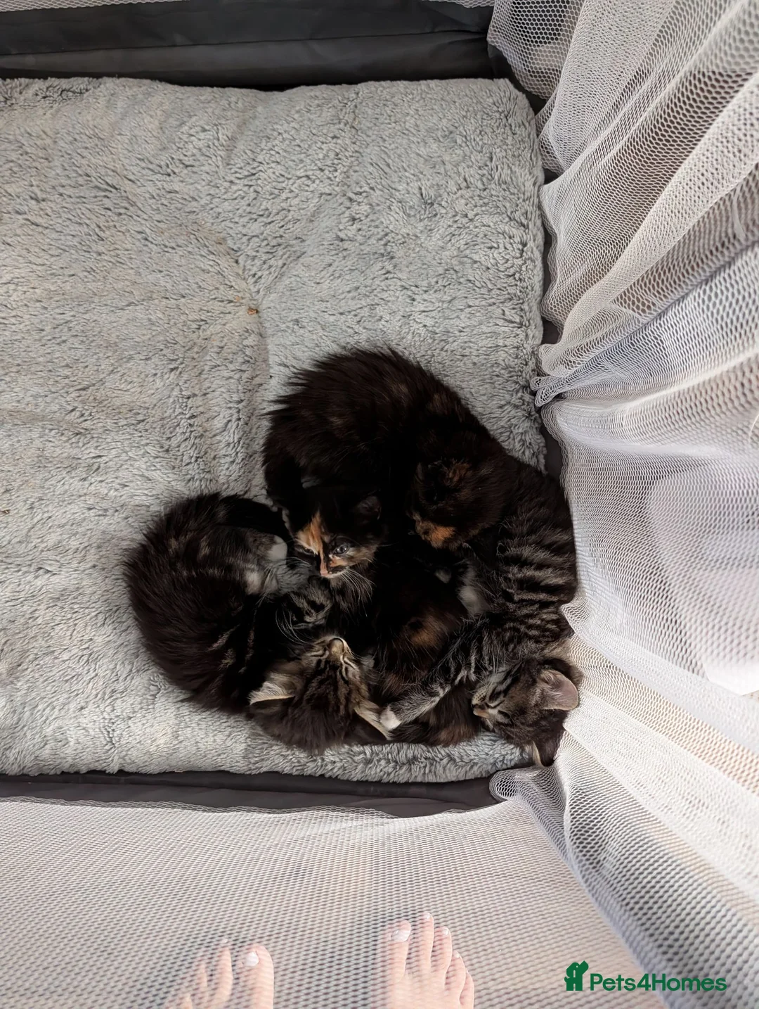 Mixed Breed cats for sale: Beautiful Cross Bengal Kittens  in Chessington - Advert 2