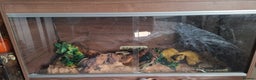 Corn Snake reptiles for sale: Grey Anery Cornsnake (with or without setup) - Advert 2