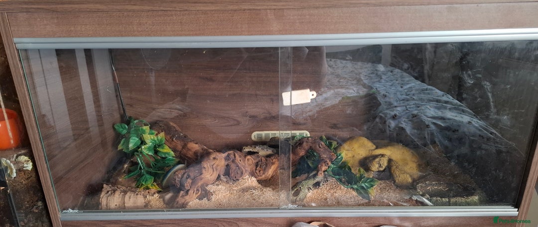 Corn Snake reptiles for sale: Grey Anery Cornsnake (with or without setup) - Advert 2