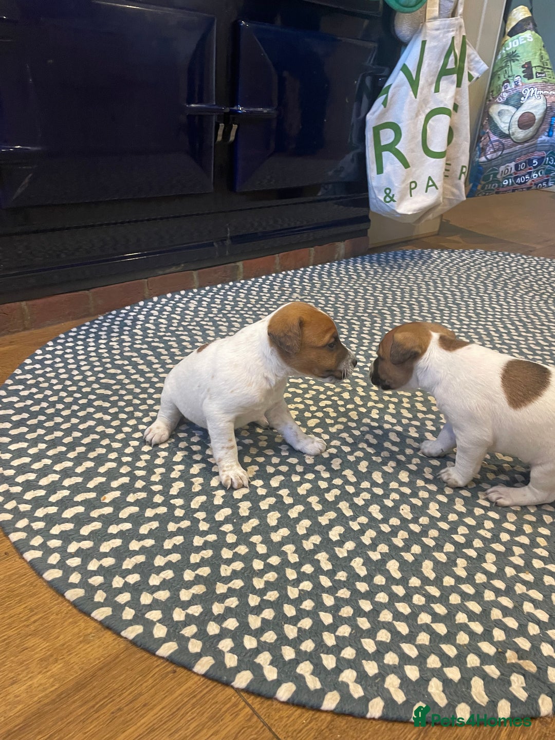 Jack Russell dogs for sale: Jack Russell puppies for sale - Advert 6