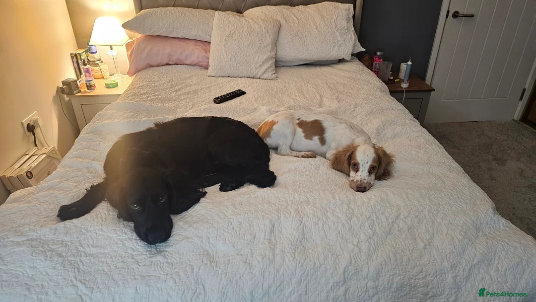 Cocker Spaniel dogs for sale: 2 cockerspaniels for rehoming together - Advert 9