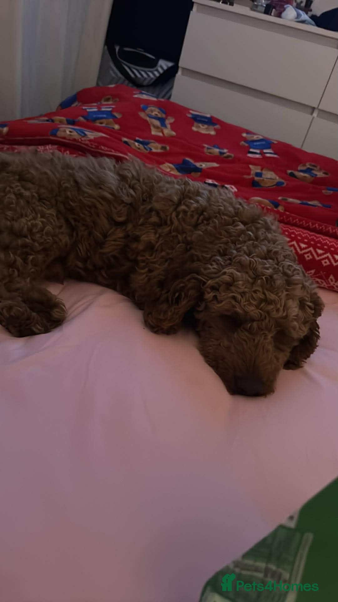 Cockapoo dogs Jax Cockerpoo for stud - Advert 1