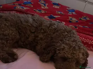 Cockapoo dogs Jax Cockerpoo for stud - Advert 1