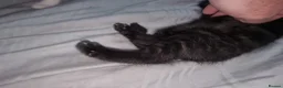 Mixed Breed cats for sale: Lovely mixed breed kittens black and black/white - Advert 7