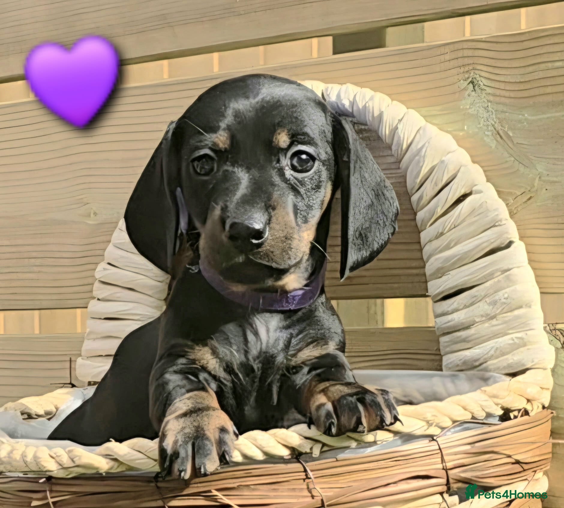 Miniature Dachshund dogs LAST PUP! Miniature Dachshund Puppies 🐶🐾 - Advert 14