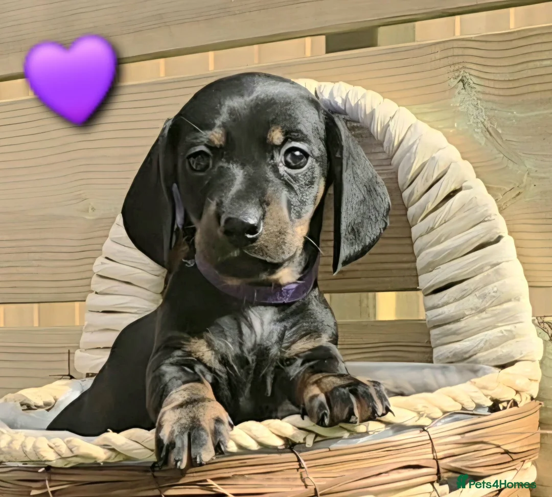 Miniature Dachshund dogs for sale: LAST PUP! Miniature Dachshund Puppies 🐶🐾 - Advert 1