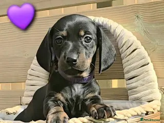 Miniature Dachshund dogs LAST PUP! Miniature Dachshund Puppies 🐶🐾 - Advert 14
