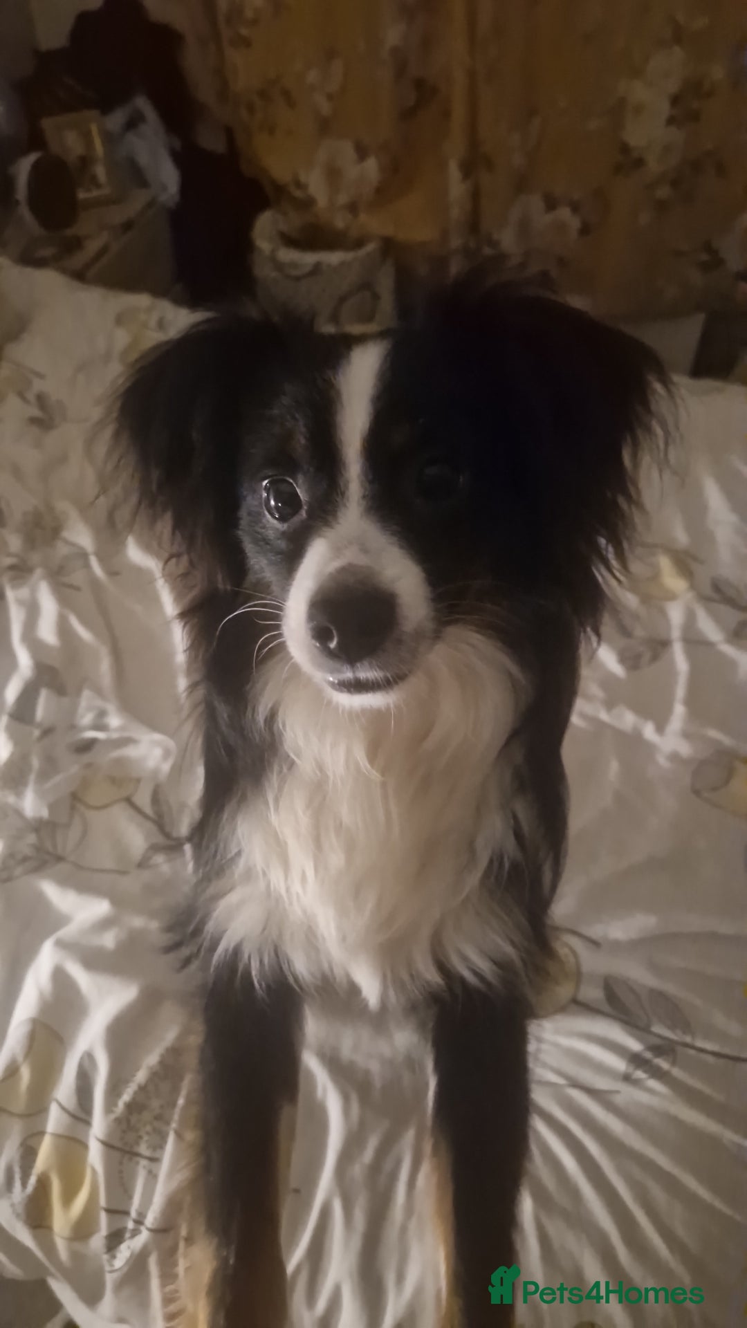 Mixed Breed dogs for sale: Rehoming mini australian shepherd  - Advert 4