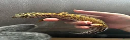 Gecko reptiles for sale: Leopard gecko and set up  - Advert 5