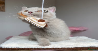 British Shorthair cats - Advert 15