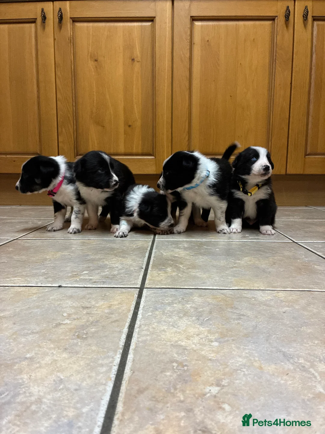 Border Collie dogs for sale: Border collie pups from Tyngraig Jock.  - Advert 2