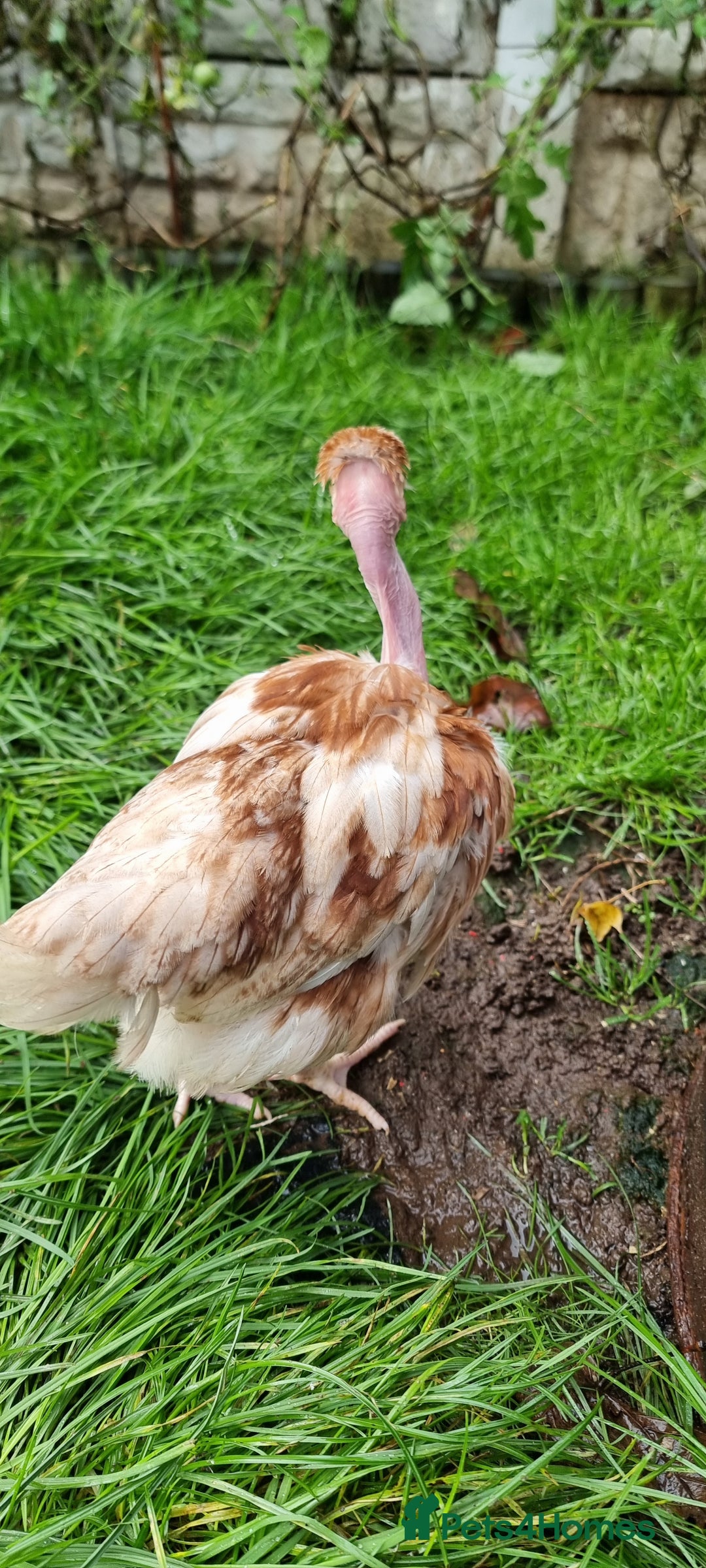 Chickens poultry for sale: Transylvanian Naked Neck Chicks - Image 8