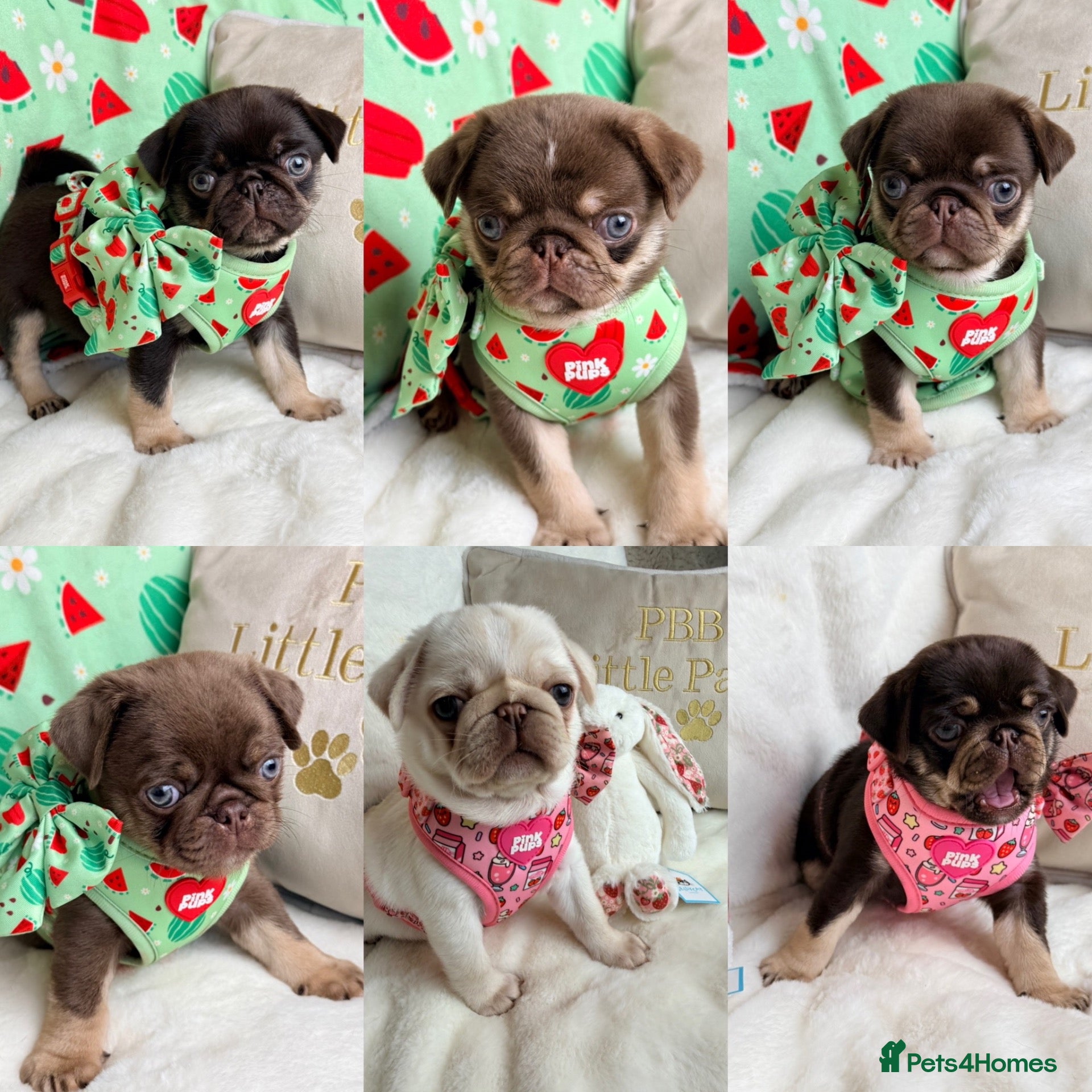 Pug dogs chocolate tan pug health tested parents  - Advert 2