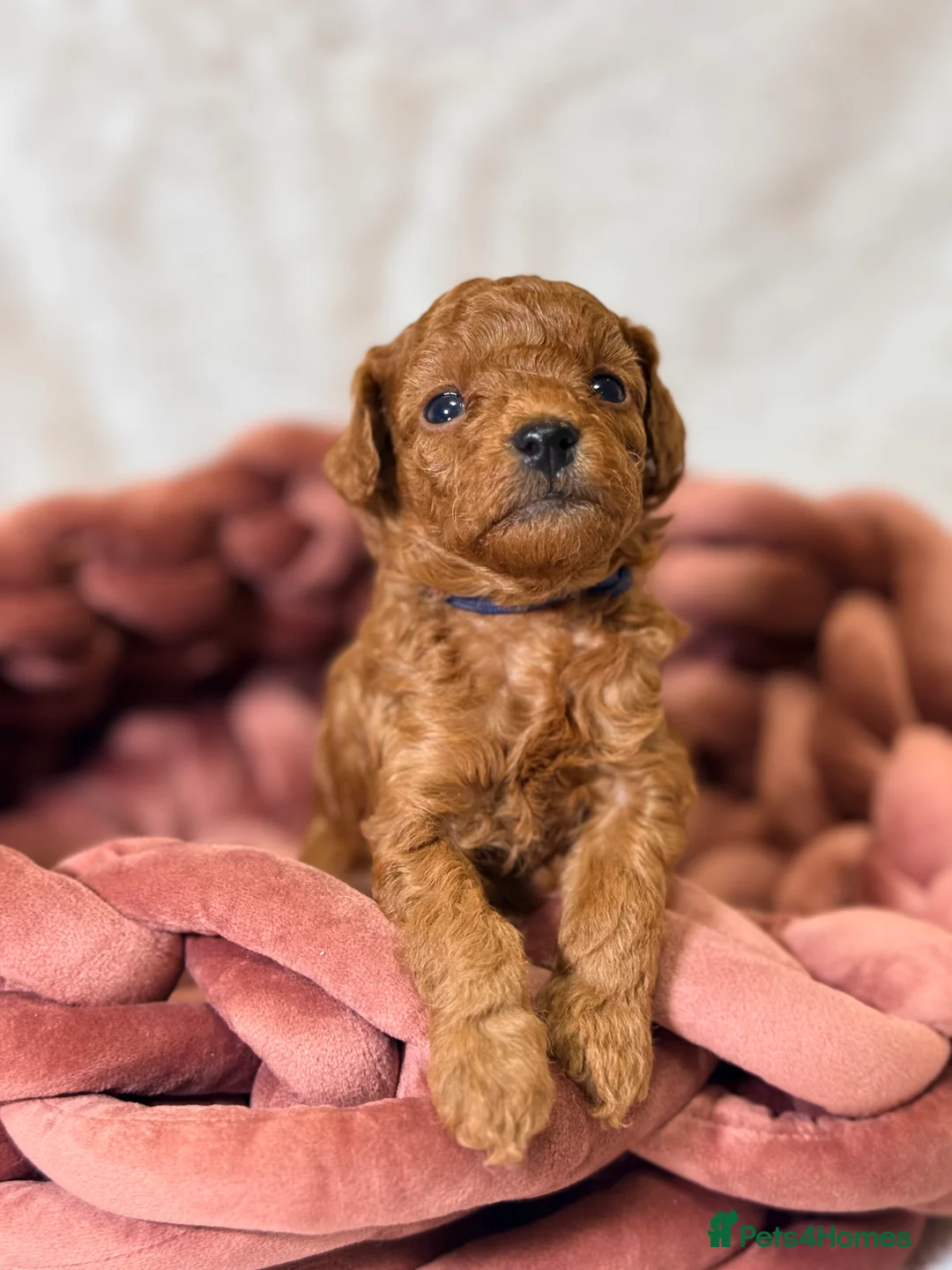 Toy Poodle dogs for sale: ❤️ Exceptional Asian Red Toy Poodle Puppies ❤️ - Advert 8