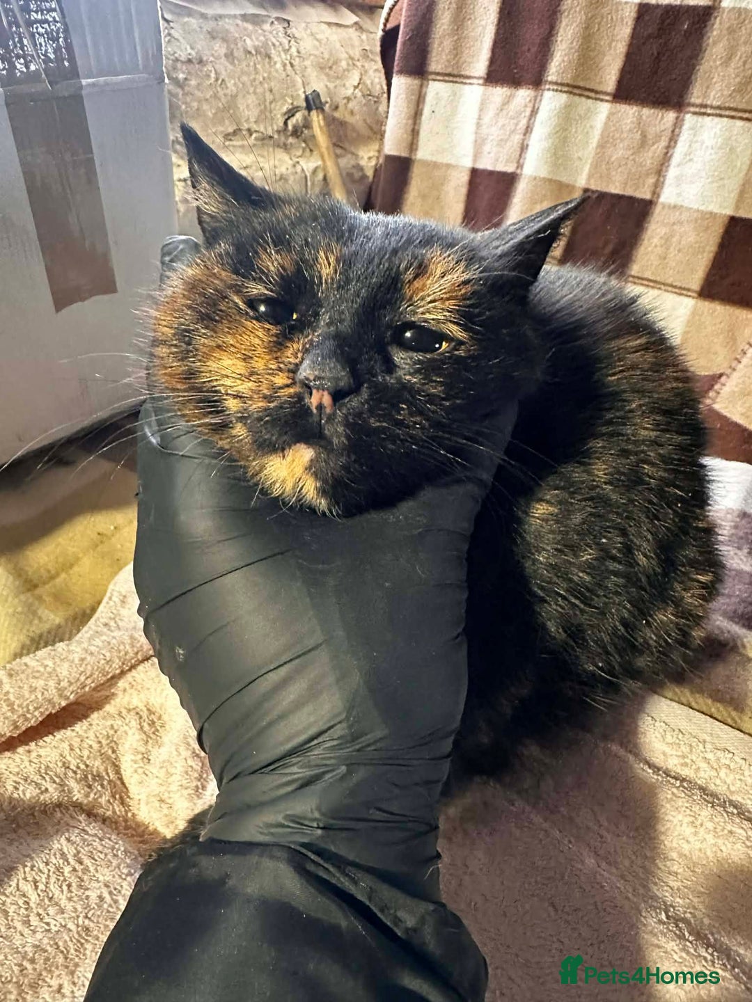 Mixed Breed cats for adoption: Ella for adoption - Advert 4