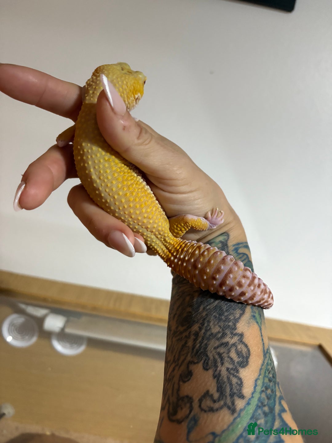 Gecko reptiles for sale: Super Hypo Tangerine leopard Gecko - Image 3