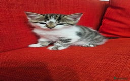 Domestic Shorthair cats for sale: Male and female  - Image 10
